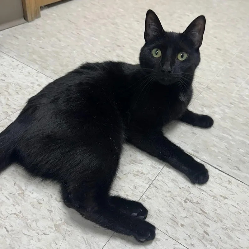A young medium-sized female Black Domestic Short Hair cat named Noir for adoption in Grand Rapids, MI