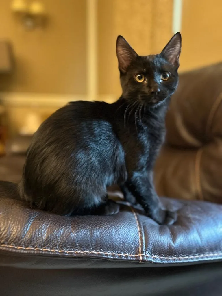 A baby medium-sized female Domestic Short Hair cat named Kiwi for adoption in Youngsville, NC