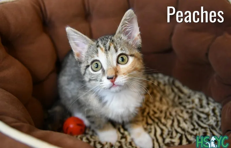 Peaches thumbnail 2