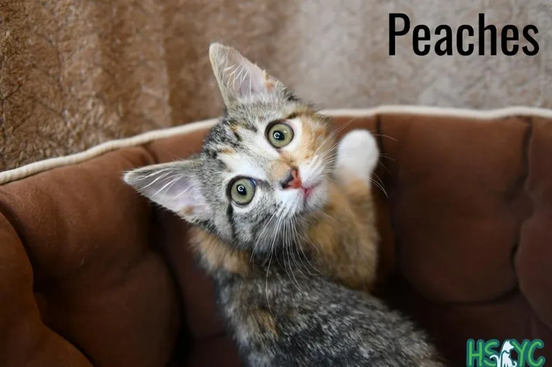 Peaches thumbnail 3