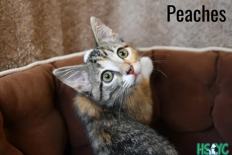 Peaches thumbnail 4