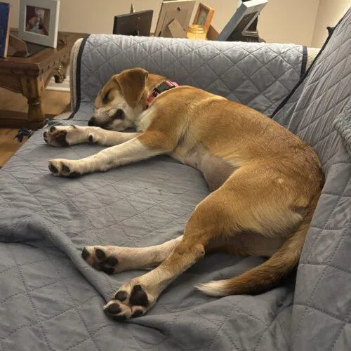 A young small-sized female Tricolor (Brown, Black, & White) Beagle dog named Emily RDS for adoption in Rockaway, NJ