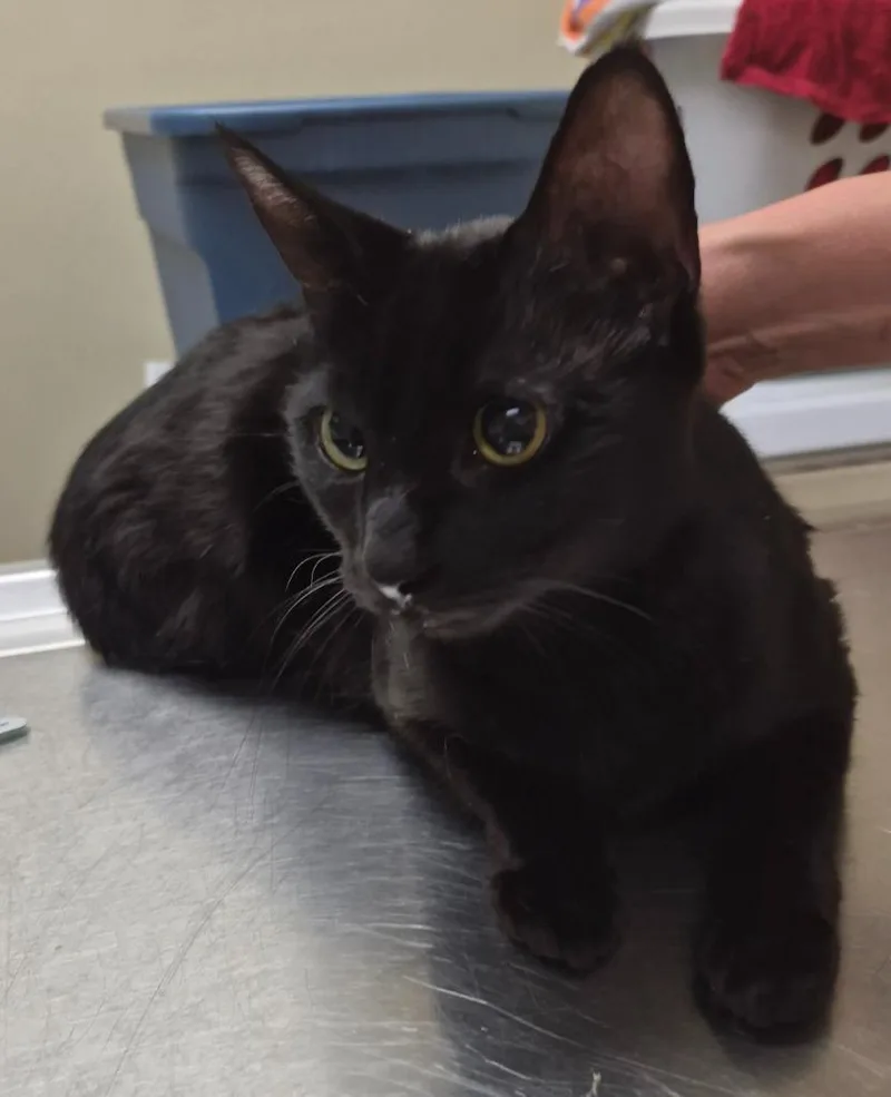 A young medium-sized female Domestic Short Hair cat named Aba for adoption in Christiansburg, VA