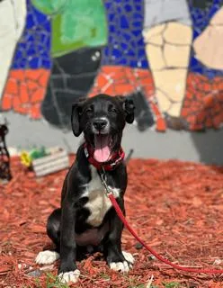 A young medium-sized female Boxer dog named Denim for adoption in Miami, FL