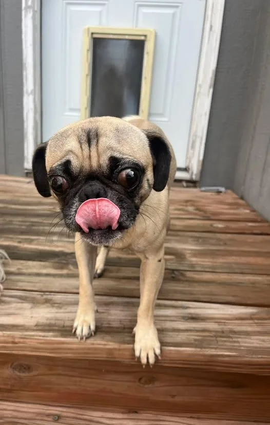 A young small-sized male Yellow / Tan / Blond / Fawn Pug dog named Clyde for adoption in Blue Springs, MO