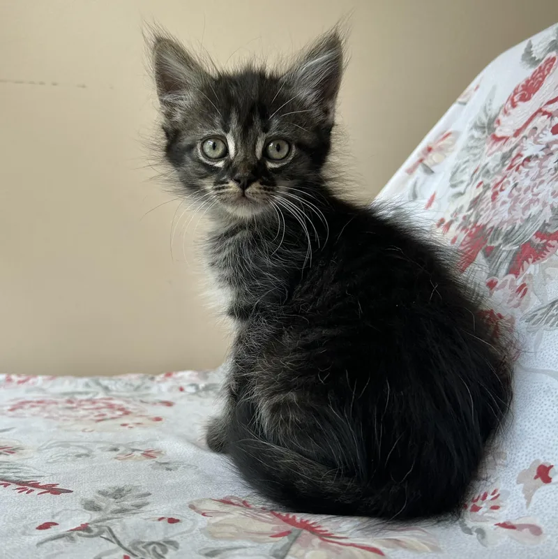 A baby medium-sized female Tabby (Gray / Blue / Silver) Domestic Long Hair cat named Polly for adoption in Seymour, TN