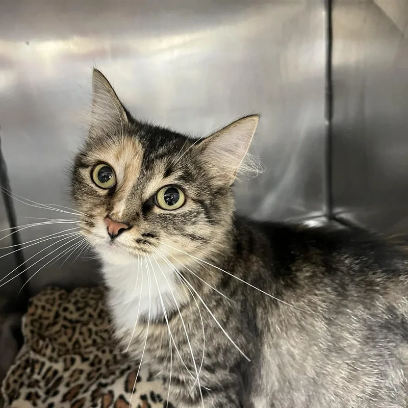 An adult medium-sized female Calico Domestic Medium Hair cat named Missy Ann for adoption in Verona, VA