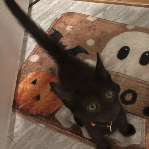 A baby small-sized male Black Domestic Short Hair cat named Blackjack for adoption in Tampa, FL