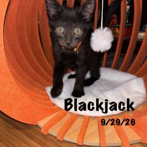 Blackjack thumbnail 2
