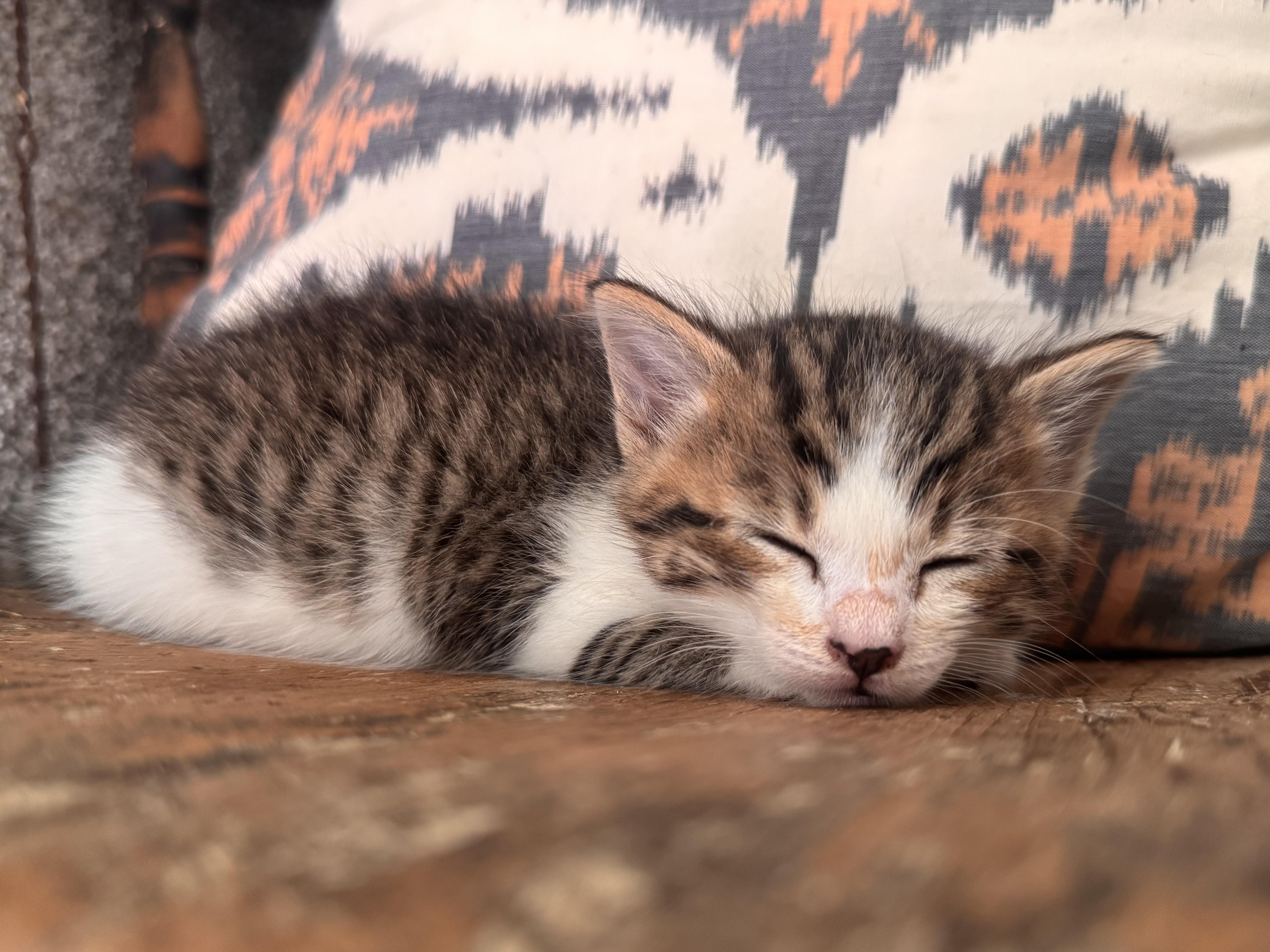 Roscoe thumbnail 3
