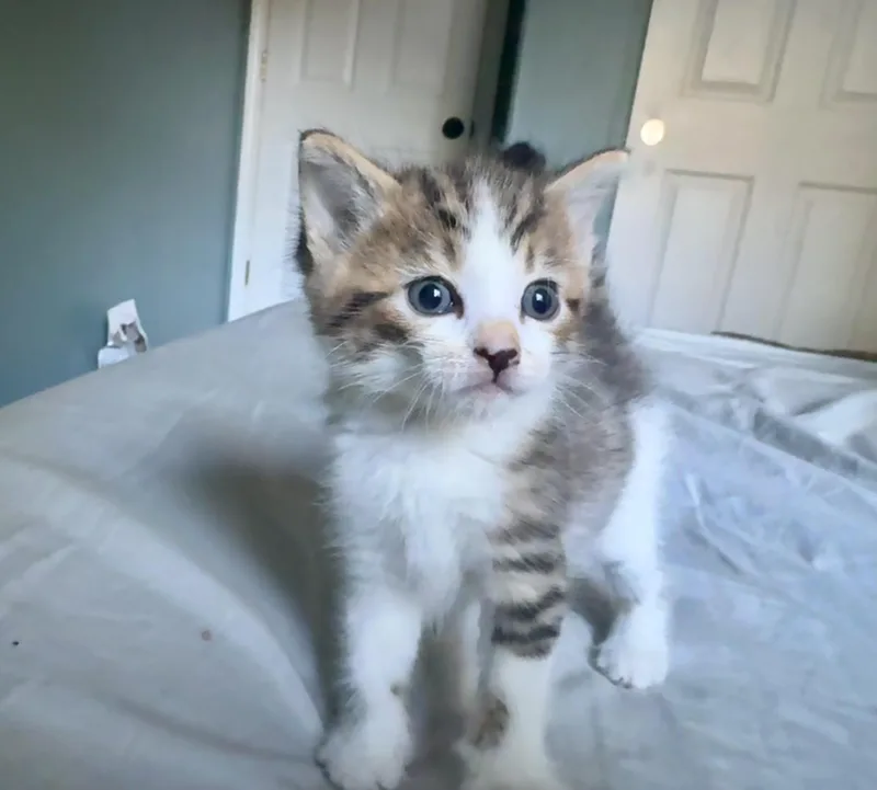 Roscoe thumbnail 4