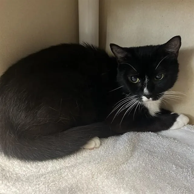 A young medium-sized female Domestic Short Hair cat named Popcorn for adoption in Lincolnton, NC