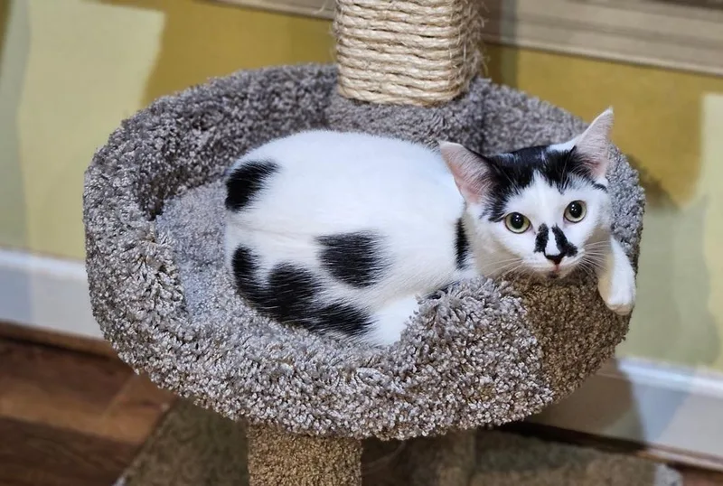 Starfish thumbnail 2