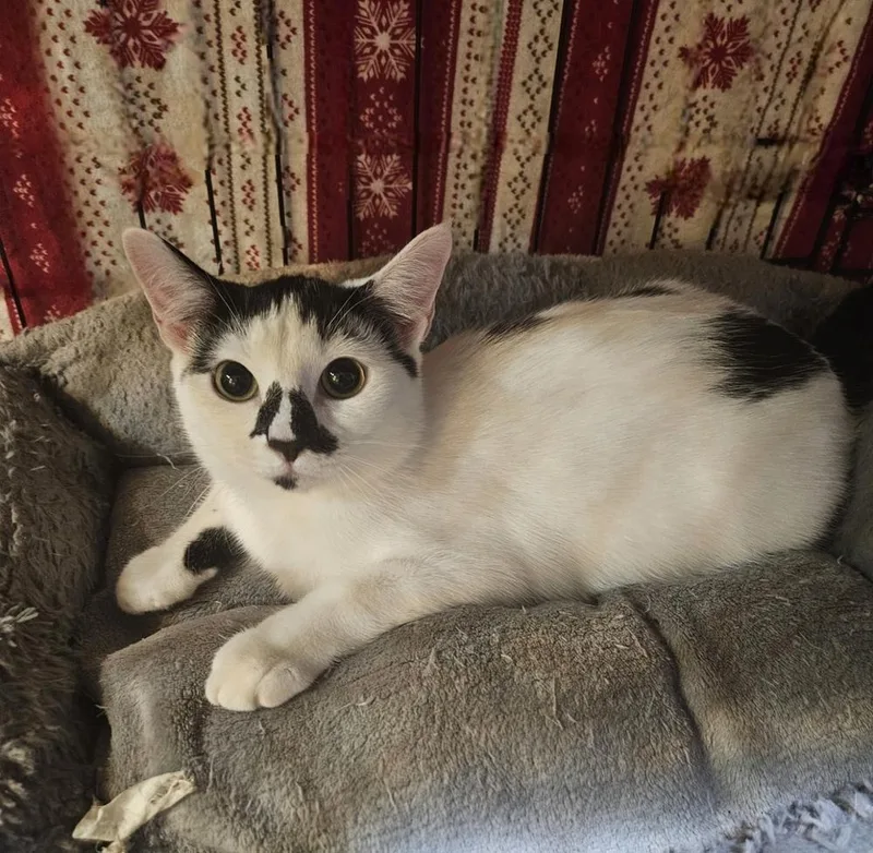 Starfish thumbnail 3