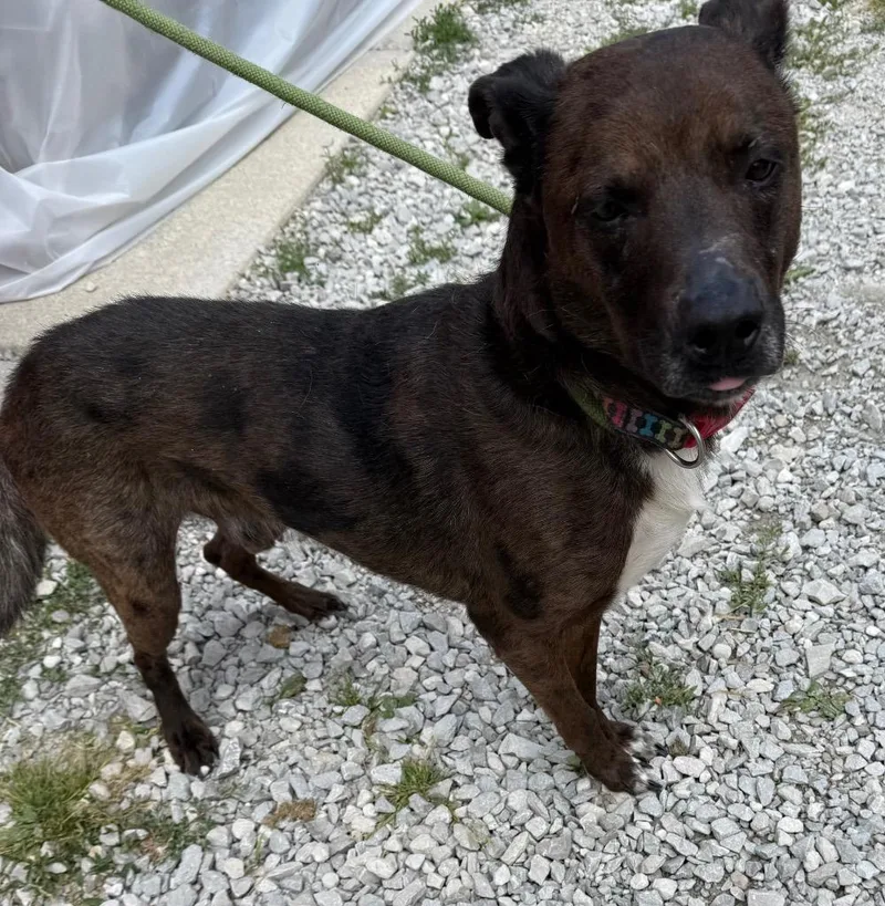 An adult medium-sized male Mixed Breed dog named Parker for adoption in Greencastle, IN
