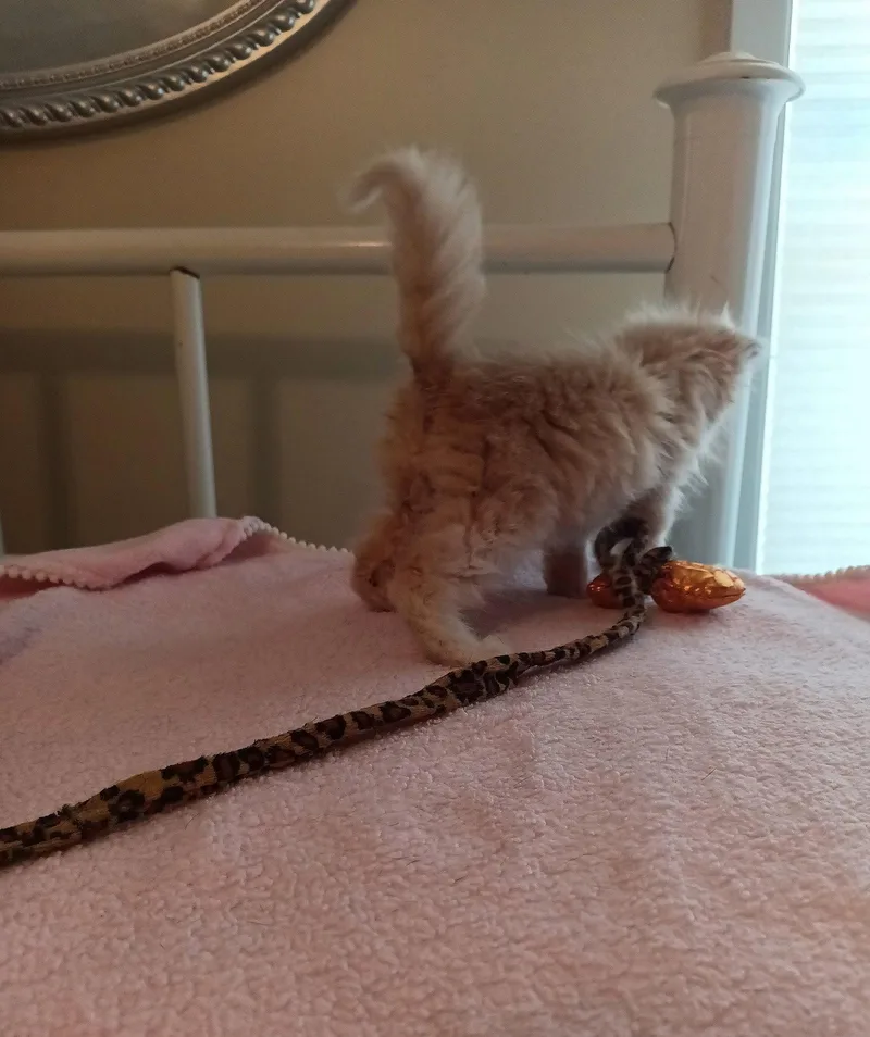 Peaches thumbnail 3