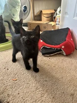 A baby small-sized female Black Domestic Short Hair cat named Titan for adoption in Atlanta, GA