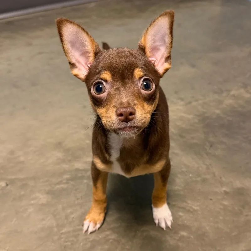 A baby small-sized female Brown / Chocolate Mixed Breed dog named Appletini for adoption in DeKalb, IL