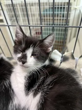 A baby medium-sized male Domestic Short Hair cat named Domino for adoption in Elmira, NY