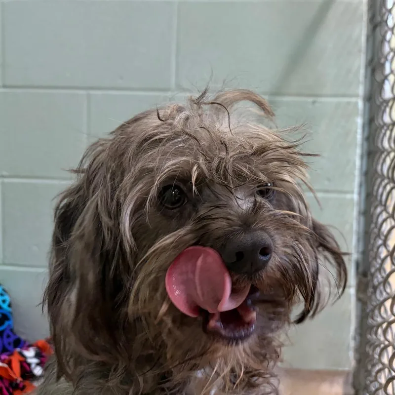 A young small-sized male Gray / Blue / Silver Mixed Breed dog named S for adoption in Newark, NJ