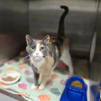 An adult small-sized female Calico Domestic Short Hair cat named Tofu for adoption in Madison, WI