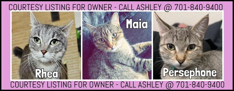 An adult medium-sized female Tabby (Gray / Blue / Silver) Domestic Short Hair cat named Maia  Persephone & for adoption in Valley City, ND