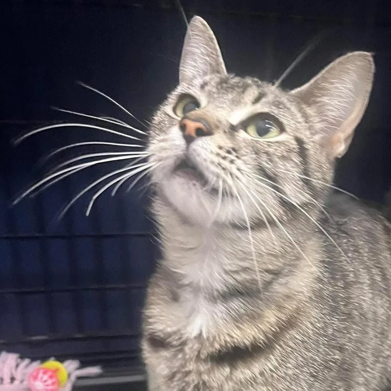 A young medium-sized female Black Domestic Short Hair cat named Vegas for adoption in Bismarck, ND