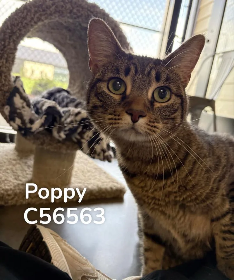 An adult medium-sized female Domestic Short Hair cat named Poppy for adoption in Clarksville, TN