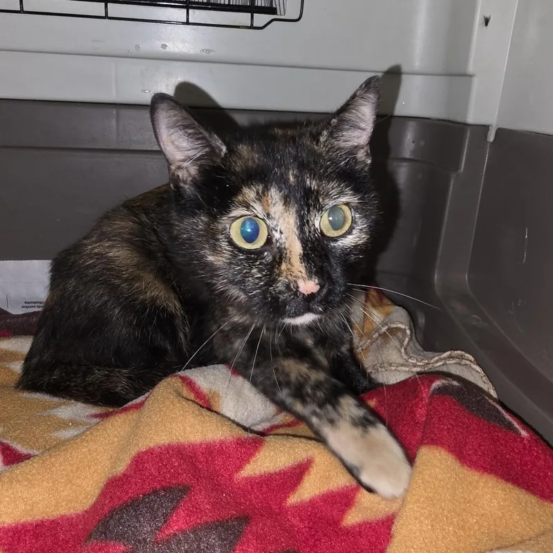 A young medium-sized female Black Domestic Short Hair cat named Princess Peach for adoption in Ardmore, OK