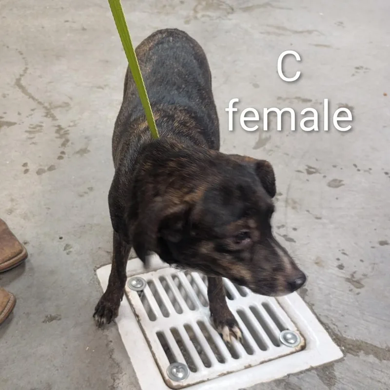An adult small-sized female Brindle Mixed Breed dog named Charlie for adoption in Emporia, KS
