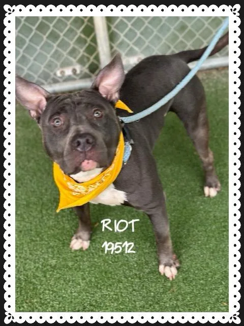 Riot