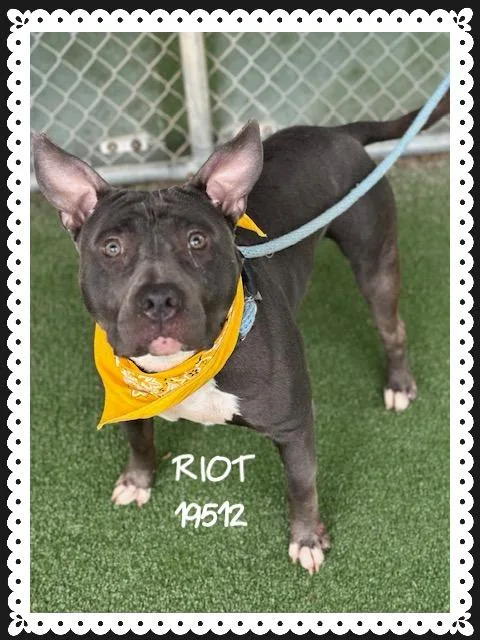 Riot thumbnail 2