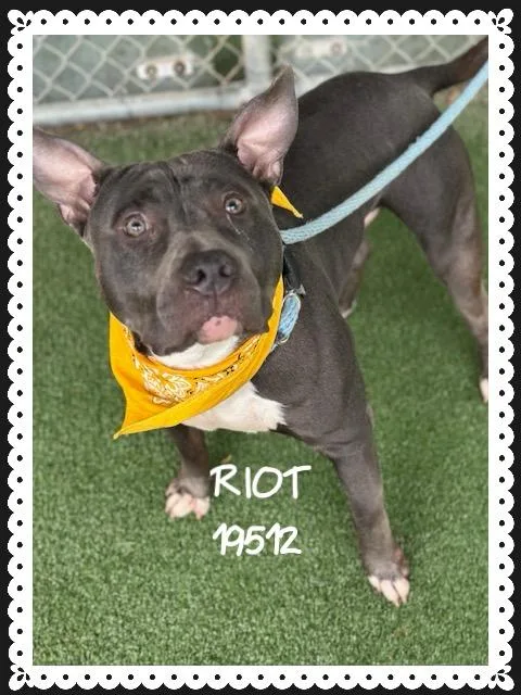 Riot thumbnail 3
