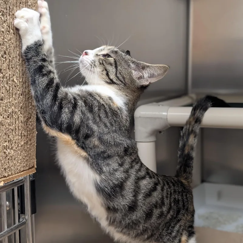 A young medium-sized female Domestic Short Hair cat named Bonnie for adoption in St. Augustine, FL