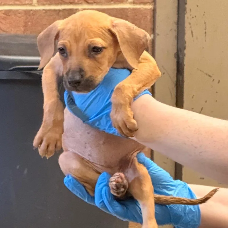 A baby small-sized female Yellow / Tan / Blond / Fawn Terrier dog named Petunia for adoption in Birmingham, AL