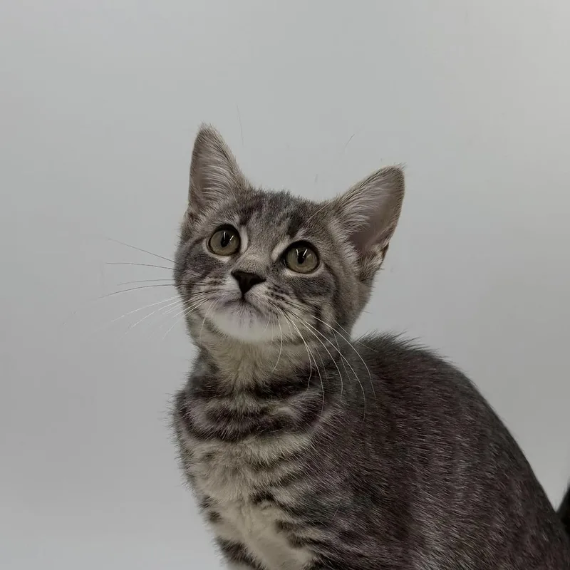 A baby medium-sized female Domestic Short Hair cat named Trug for adoption in State College, PA
