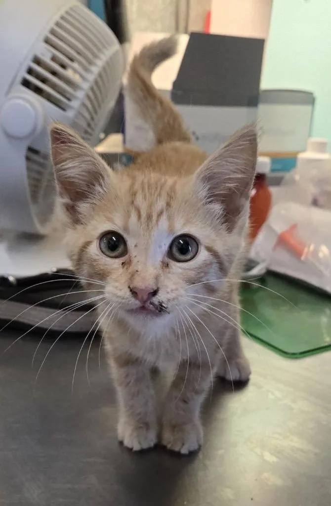 A young small-sized female Domestic Short Hair cat named Nessa for adoption in Lewisville, TX