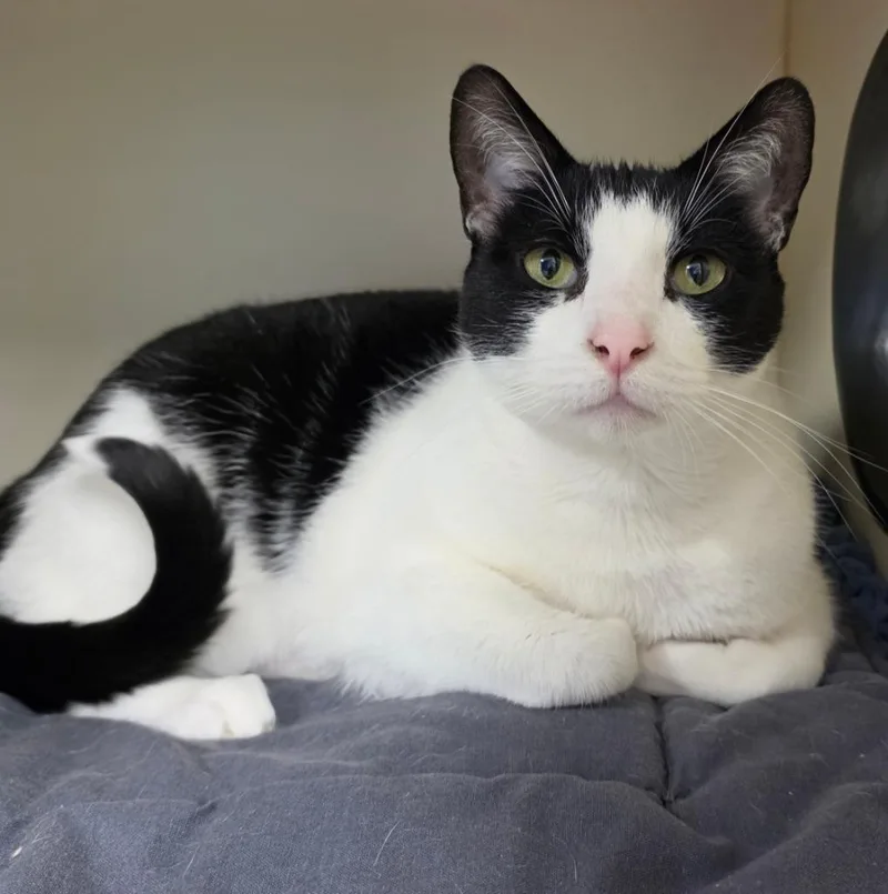 An adult medium-sized male Domestic Short Hair cat named Moto Moto for adoption in Bloomington, IN