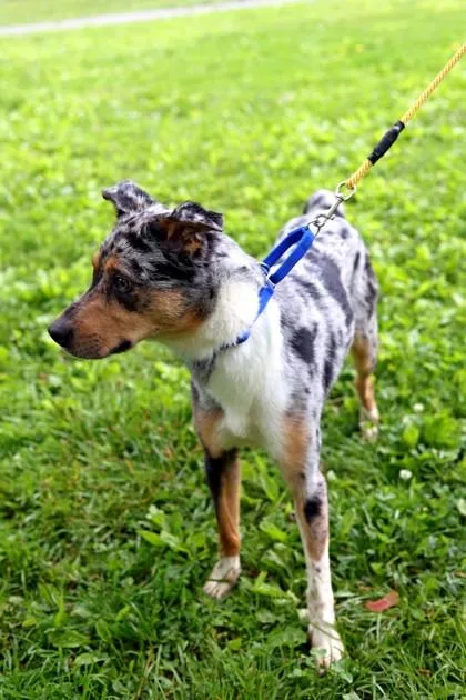 An adult medium-sized male Mixed Breed dog named Mcdreamy for adoption in West Chester, PA