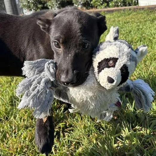 A young medium-sized male Black Mixed Breed dog named Gator for adoption in New York, NY