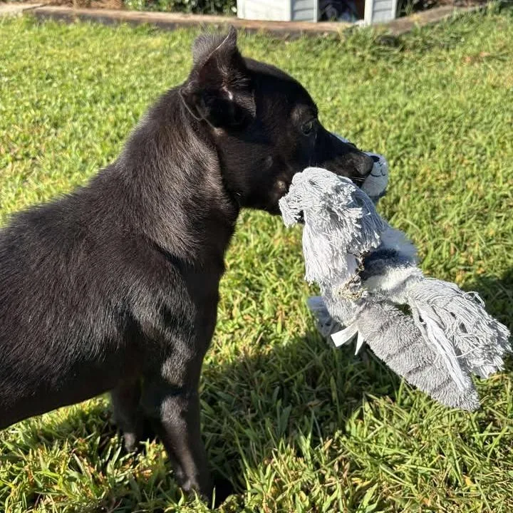 Gator thumbnail 2