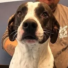 An adult medium-sized female White / Cream Hound dog named Amber for adoption in Washington, PA