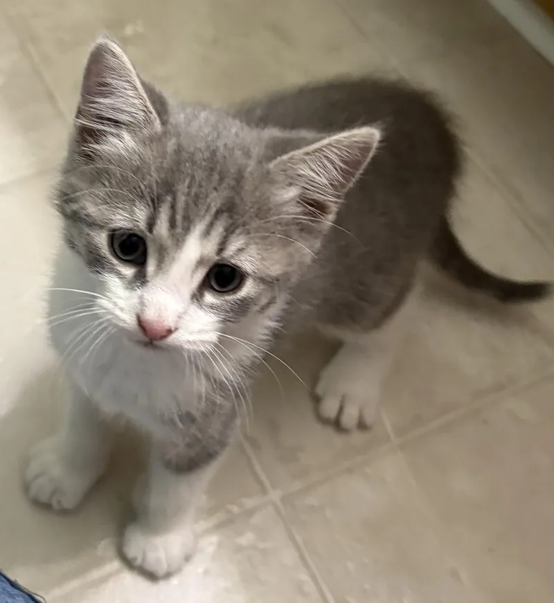 A baby small-sized male Gray & White Tabby cat named Doxie for adoption in Powder Springs, GA