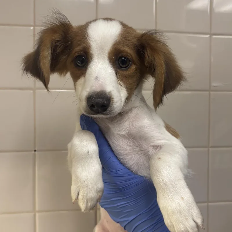A baby small-sized male Dachshund dog named Twizzler for adoption in Mission Hills, CA