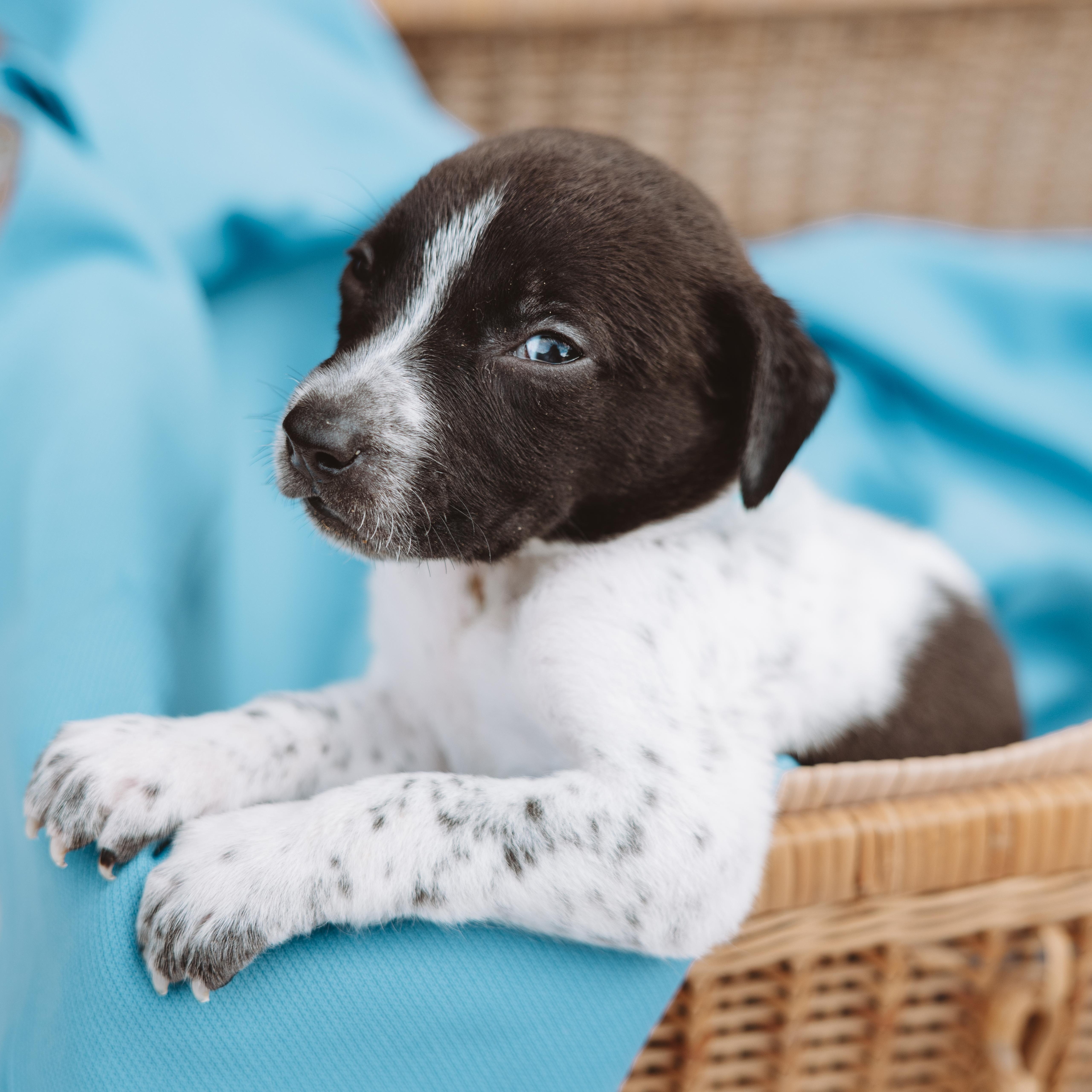 A baby medium-sized male Black Pointer dog named Rodeo for adoption in Spring, TX