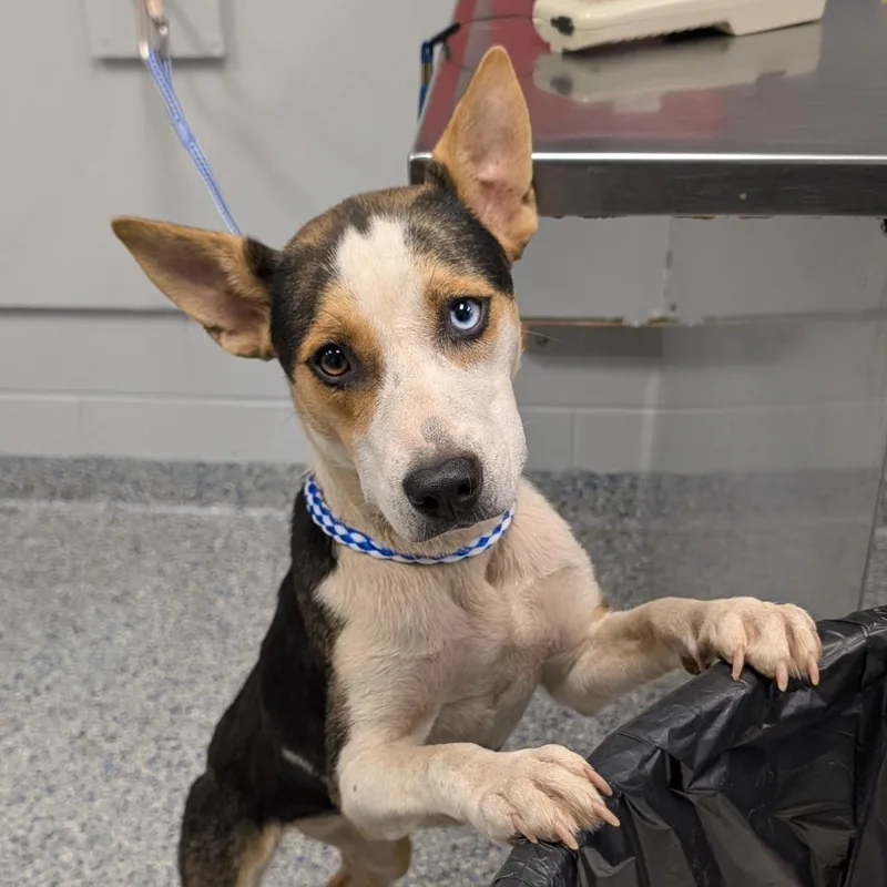 A young medium-sized female Black Mixed Breed dog named Lyrical for adoption in Greenville, SC