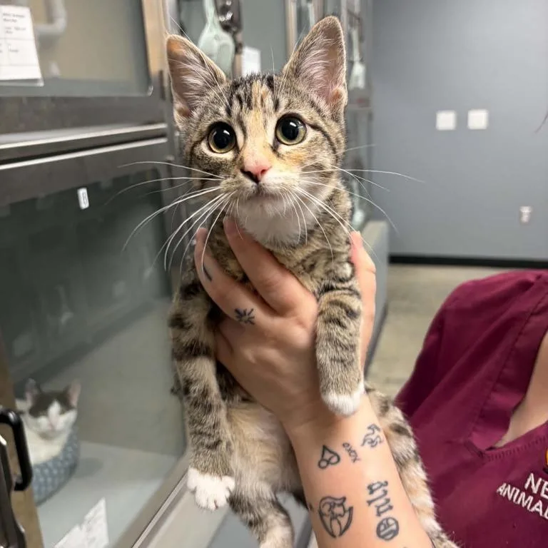 A young medium-sized female Tabby (Brown / Chocolate) Domestic Short Hair cat named Storm for adoption in Nevada, MO