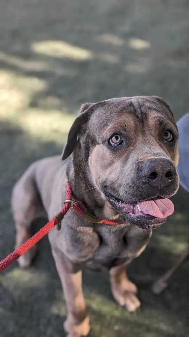 An adult large-sized male Mastiff dog named Rich for adoption in Chatsworth, CA