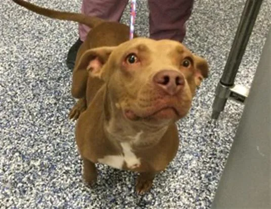An adult medium-sized female Pit Bull Terrier dog named Moosey for adoption in Thousand Palms, CA