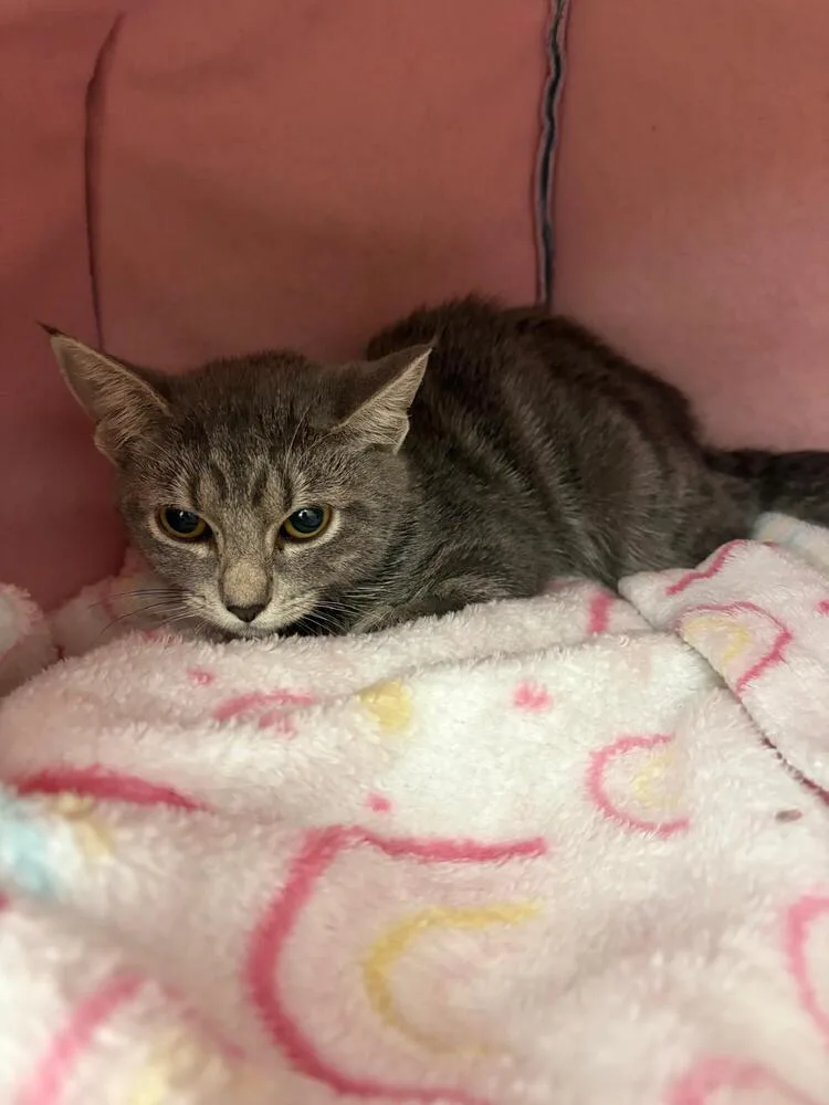 A baby small-sized female Gray / Blue / Silver Domestic Short Hair cat named Carol for adoption in Orlando, FL